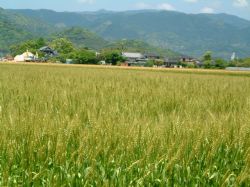 実った小麦